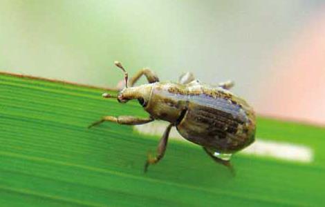 稻水象甲防控