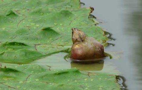 芡实种植技术