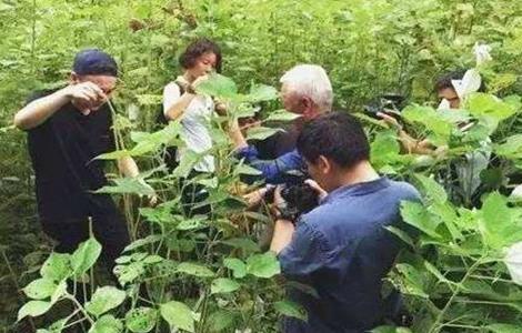 苎麻的种植技术