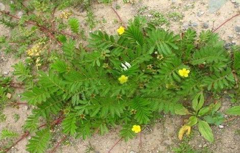 蕨麻 种植 技术