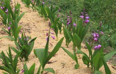 白芨 田间管理 要点