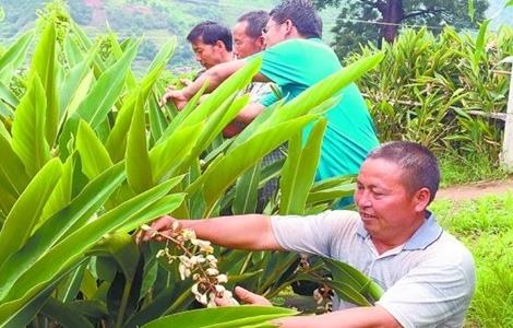 砂仁的种植条件