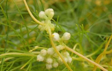 菟丝子的种植技术