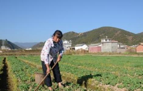 油菜的高产施肥技术