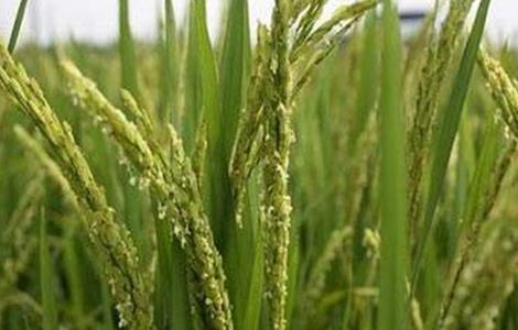 水稻抽穗困难的原因及解决方法
