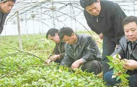 百部的种植技术