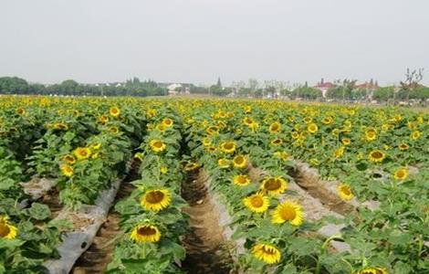 向日葵 花蕾期 管理要点