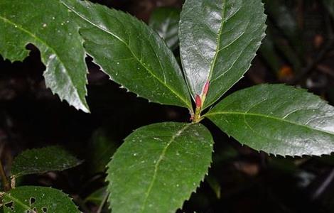 肿节风的种植技术