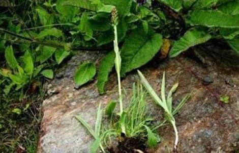 手掌参的种植技术