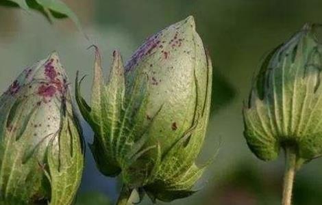 棉花 蕾期 田间管理要点