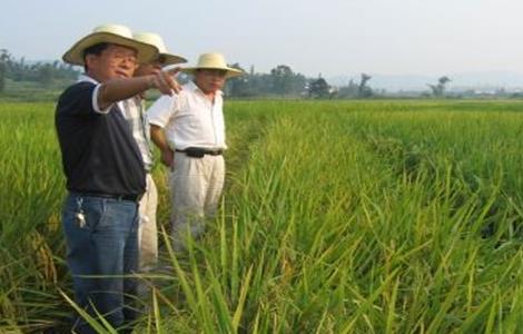 水稻氮肥施用过多处理方法