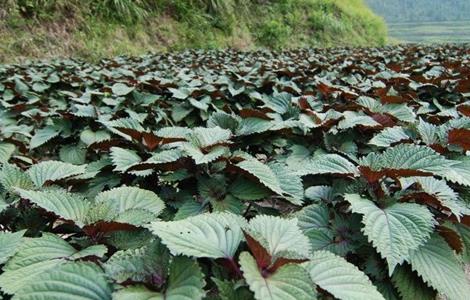 紫苏 田间管理 要点