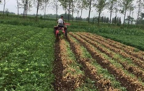 花生成熟时间 花生成熟标志