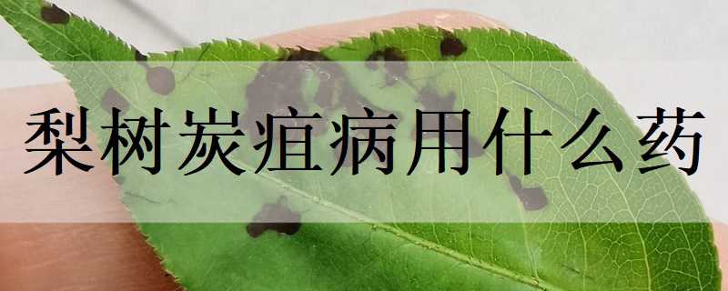 梨树炭疽病用什么药（梨树炭疽病用什么药好）