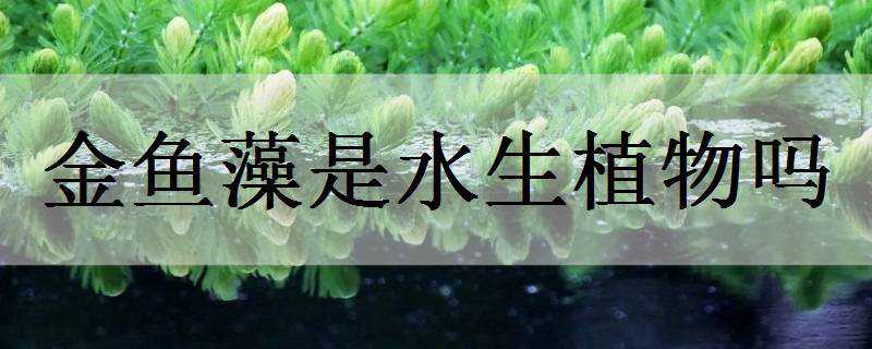 金鱼藻是水生植物吗（金鱼藻是水生植物吗有毒吗）