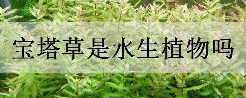 宝塔草是水生植物吗（像宝塔一样的植物）