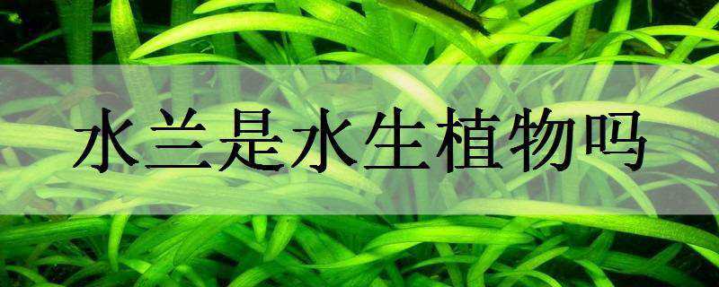 水兰是水生植物吗 水兰是什么