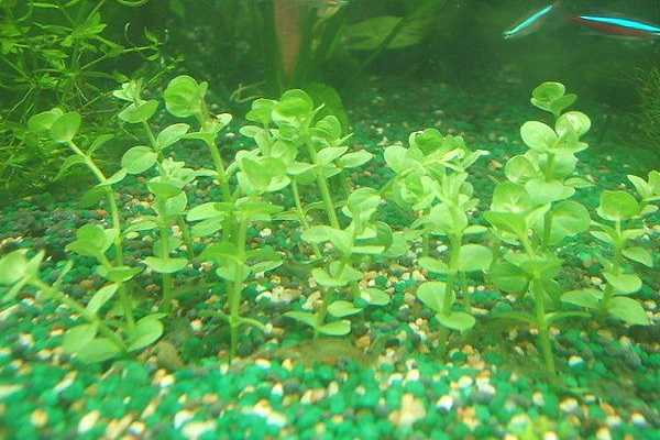 沉水植物有哪些，什么是沉水植物 属于沉水植物的是什么