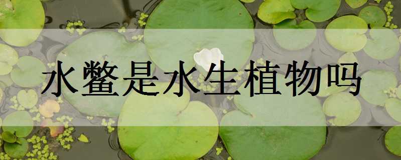 水鳖是水生植物吗（水鳖是什么动物）