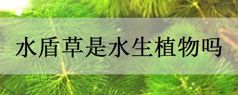 水盾草是水生植物吗（水植物有什么）