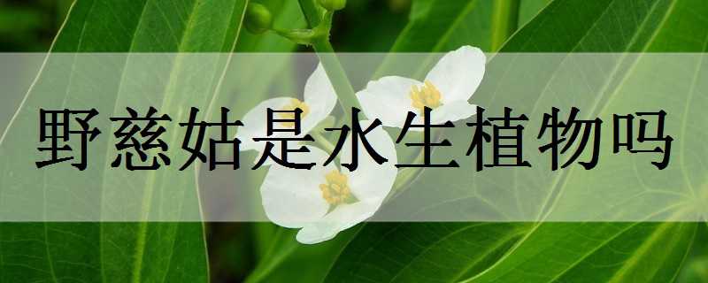 野慈姑是水生植物吗（野慈姑是水生植物吗图片）