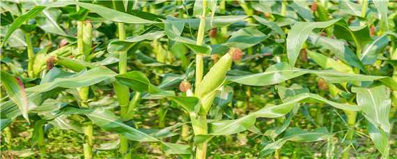 春玉米的生长周期多少天 春玉米开花到成熟多少天