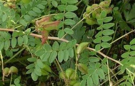 黄芪规范化种植技术