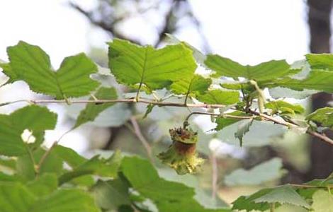 榛子树种植条件