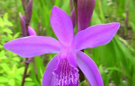白芨