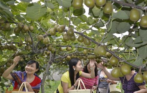 猕猴桃 夏季 果园管理