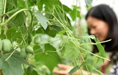 拇指西瓜种植方法