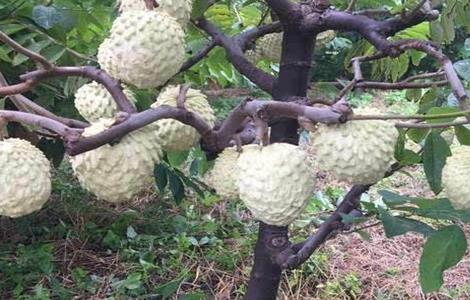 释迦果树种植方法