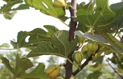 无花果 繁殖 方法