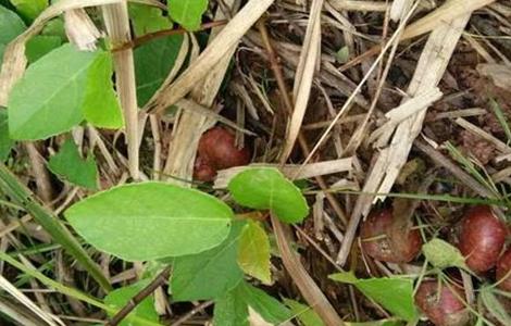 野地瓜 种植 技术