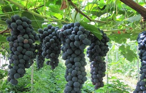 夏黑葡萄 种植 技术