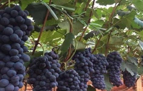 夏黑葡萄 种植 技术