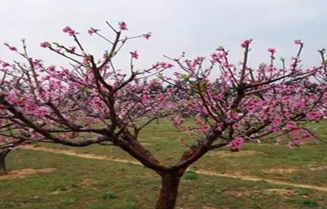 桃树 疏花疏果 技术