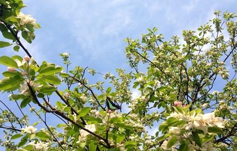 5月 苹果 管理 技术要点