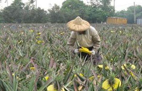 菠萝采收期注意事项