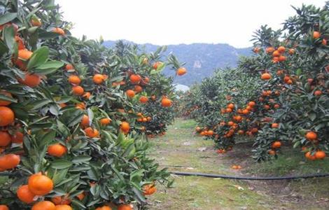 柑橘树 夏季修剪 柑橘树夏剪