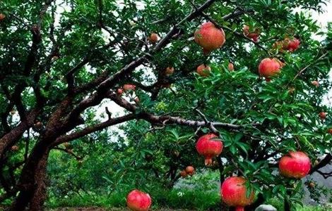 石榴 夏季管理 石榴夏季管理