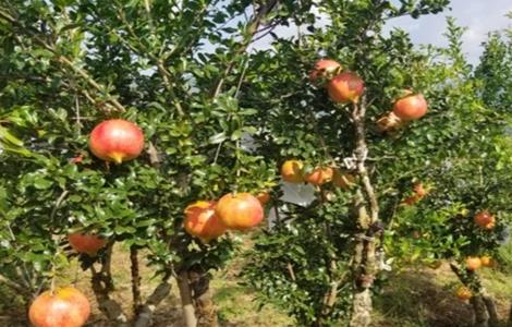 石榴 夏季管理 石榴夏季管理