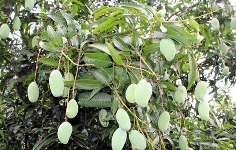 芒果冬季管理 芒果管理技术