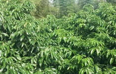 荔枝 控梢技术