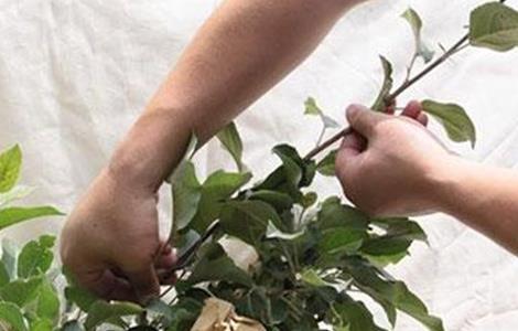 苹果摘心方法和注意事项