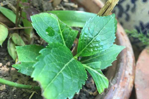 绣球花种子如何催芽