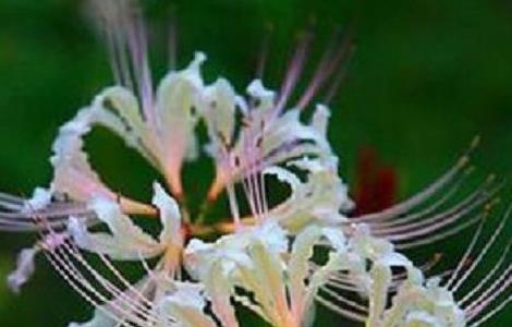 白花石蒜的养殖方法和注意事项 石蒜科花卉如何养殖