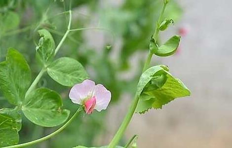 豌豆的种植时间