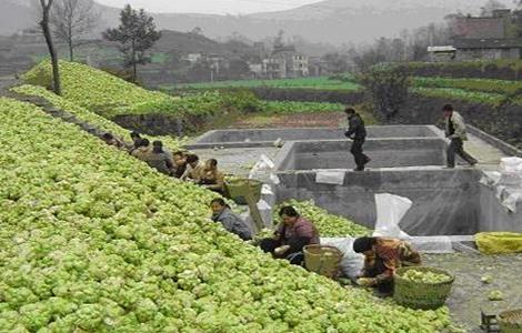 田间管理 榨菜 方法