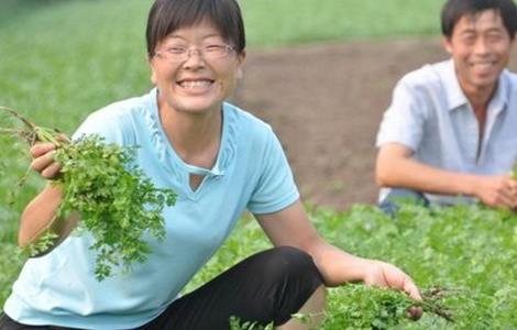 香菜 高产 种植方法